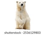 polar bear isolated on white background.