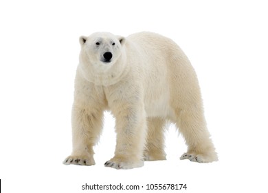 Белый медведь изолирован на белом фоне