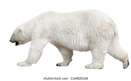 Polar Bear Isolated On White Background