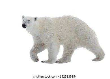 Polar Bear Isolated On White Background