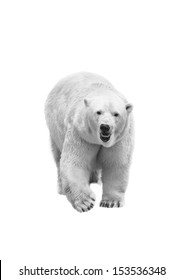 Polar Bear Isolated On White