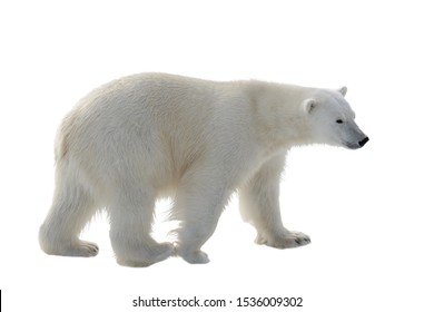 Polar Bear Isolated On White Background