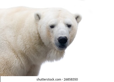 A Polar Bear Isolated On White