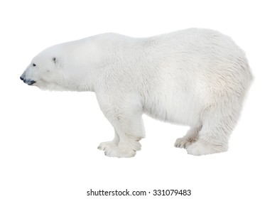 Polar Bear Isolated On White Background