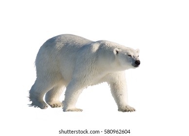 Polar Bear Isolated On White