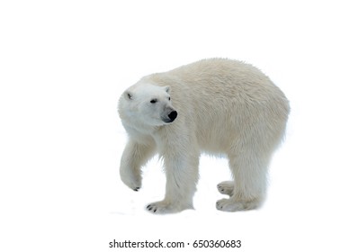 Polar Bear Isolated On White