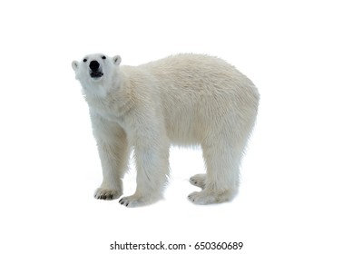 Polar Bear Isolated On White