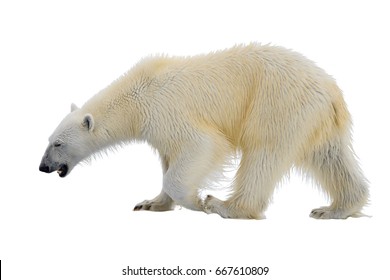 Polar Bear Isolated On White Background