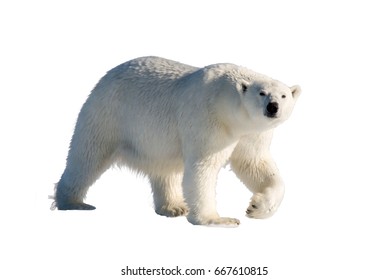 Polar Bear Isolated On White Background