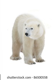 Polar Bear isolated on the white background.