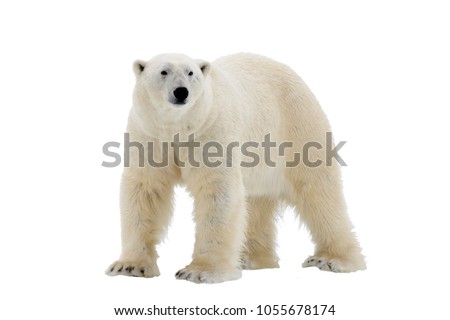 Polar Bear isolated on the white background