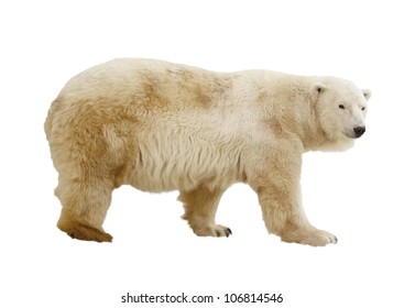 Polar Bear. Isolated Over White Background