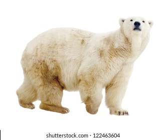  Polar Bear. Isolated Over White Background