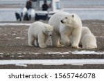 polar bear from Kaktovik arctic region in Alaska