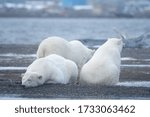 polar bear from Kaktovik arctic region in Alaska