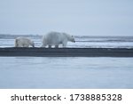 polar bear from Kaktovik arctic region in Alaska