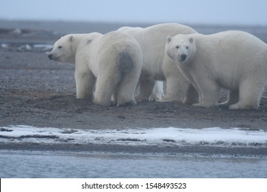 Polar Bear Kaktovik Arctic Region Alaska Stock Photo 1548493523 