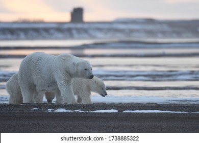 Polar Bear From Kaktovik Arctic Region In Alaska