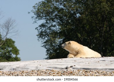 Polar Bear Laying Down