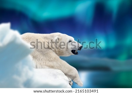 Polar bear lies on a glacier with Northern Lights, Aurora Borealis. Dangerous beast on snow. Wildlife scene from nature