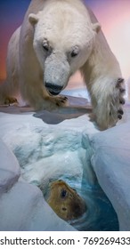 Polar Bear Looking At A Seal In An Ice Hole