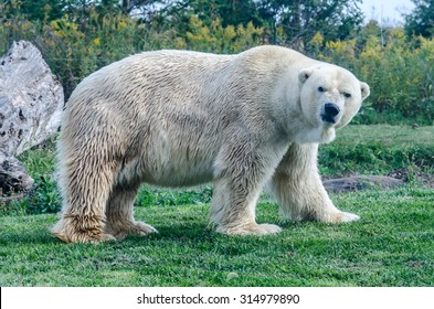 Polar Bear Expressions Hd Stock Images Shutterstock