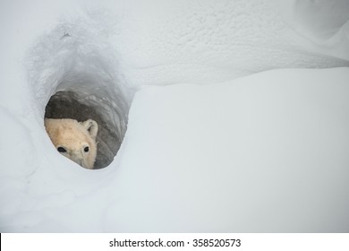 The Polar Bear Looks Out Of A Snow Den