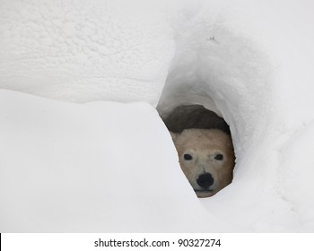 The Polar Bear Looks Out Of A Snow Den