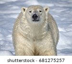 Polar bear looks straight at camera