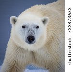 Polar bear looks straight at camera
