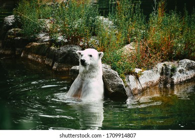 Polar Bear Lounging Around At Berlin Zoo