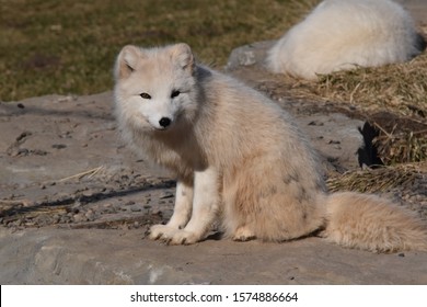 Polar Bear Lounging Around Sleepy