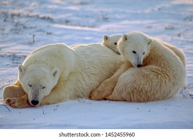 Polar Bear Her Cubs Stock Photo 116102623 | Shutterstock