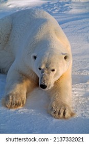 Polar Bear Lying On Canadian Arctic Tundra Covered With Snow