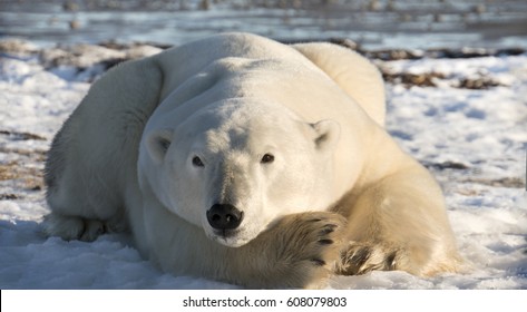 Polar Bear Lying On The Ice, Hudson Bay Near Arviat, Canada