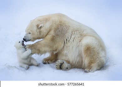 Polar bear with mom 