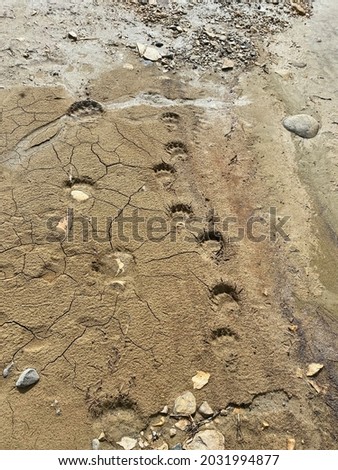 Polar Bear Mom and Cub Paw Prints In The Sand