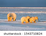 Polar bear mom and two polar bear cubs fighting for a piece of whale in the village of Kaktovik, Barter Island, Alaska