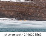Polar Bear Mother and Cub Wander an Icy Shore in the Svalbard Islands