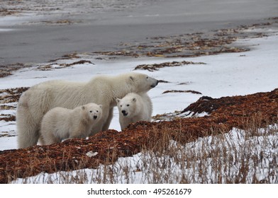 Polar Bear Mother And Cubs, Churchill Manitoba Canada