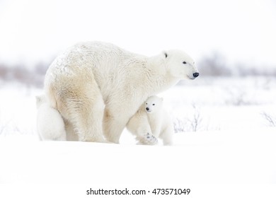 Polar bear mother (Ursus maritimus) with two cubs walking on tundra, Wapusk National Park, Manitoba, Canada