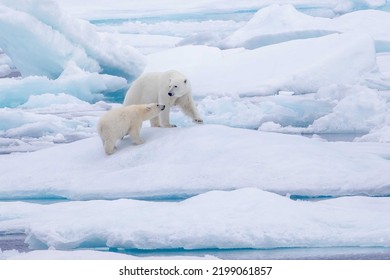 Madre de oso polar con cachorro joven sobre hielo en el Sonido Melville de Visconde, Nunavut, región polar ártica alta de Canadá.