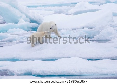 Polar bear mother with young cub on ice in the Viscount Melville Sound, Nunavut, Canada high arctic polar region.
