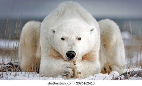 A Polar Bear Near Churchill, Manitoba, Canada