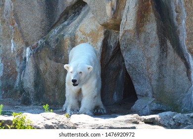 A Polar Bear Near Its Den