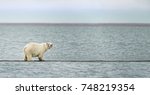 Polar Bear near the village of Kaktovik in the Beaufort Sea off the north coast of Alaska.  Polar Bears gather here in large numbers every fall.
