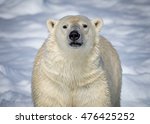 Polar Bear of Norway looking straight at camera