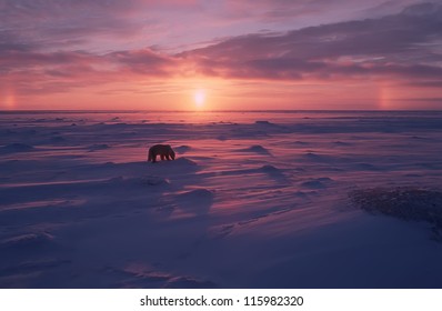 Polar Bear On The Arctic Tundra At Sunset