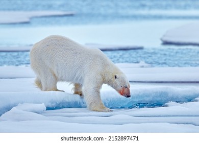 Polar Bear On The Blue Ice. Bear On Drifting Ice With Snow, White Animals In Nature Habitat, Manitoba, Canada. Animals Playing In Snow, Arctic Wildlife. Funny Image In Nature.