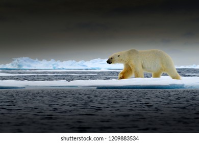 Polar Bear On Drift Ice Edge With Snow And Water In Norway Sea. White Animal In The Nature Habitat, Europe. Wildlife Scene From Nature. Dangerous Bear Walking On The Ice, Dark Storm Sky.